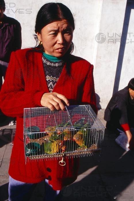 花鸟鱼虫市场，北京，1990年​​​