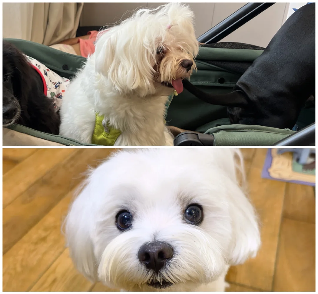 没有丑狗狗，只有懒妈妈