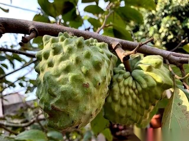 花7块钱，在厦门买了个火参果。长得跟个外星生物似的，金灿灿，一身刺儿。老板特热