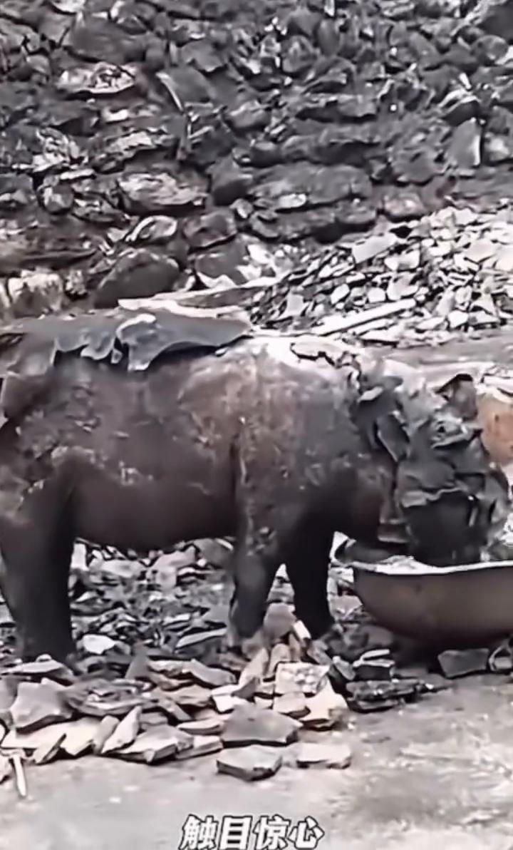 这场大火突袭而来，足足烧了一个月才彻底扑灭。昔日的养猪场彻底化为灰烬，2000头