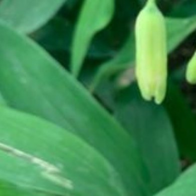 玉竹（阴生小众根茎药材，阳台、林下均可盆栽）基础习性喜阴凉散射光，怕烈日暴晒，