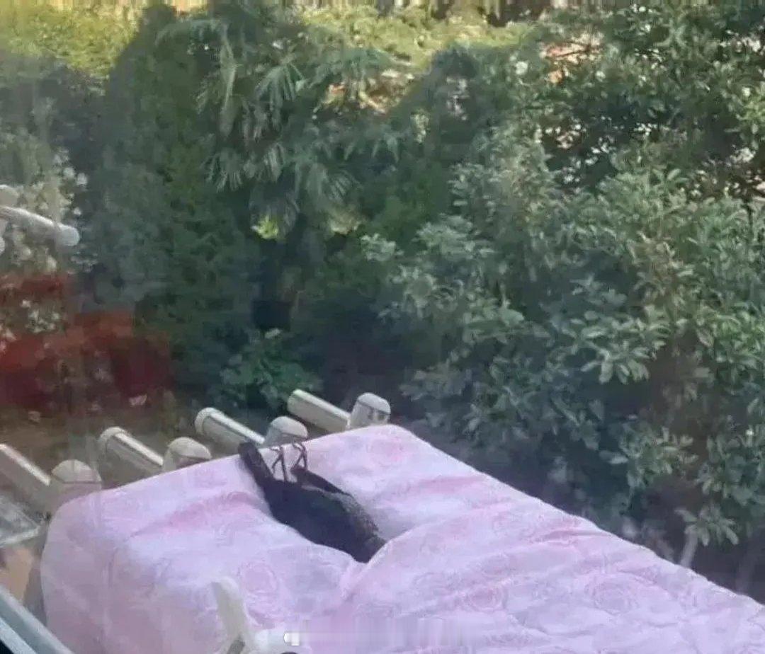 外面晒个被子，大自然还发晚餐了？