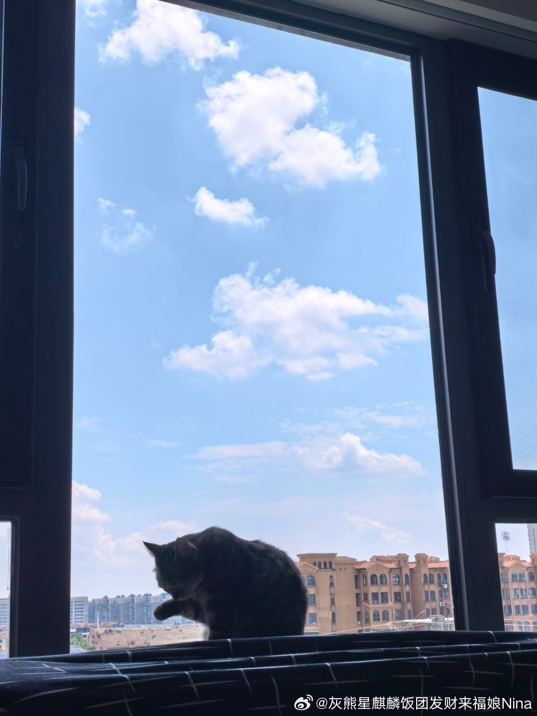 可可爱爱的修猫咪妮娜一家来福是只小狸花萌宠的日常