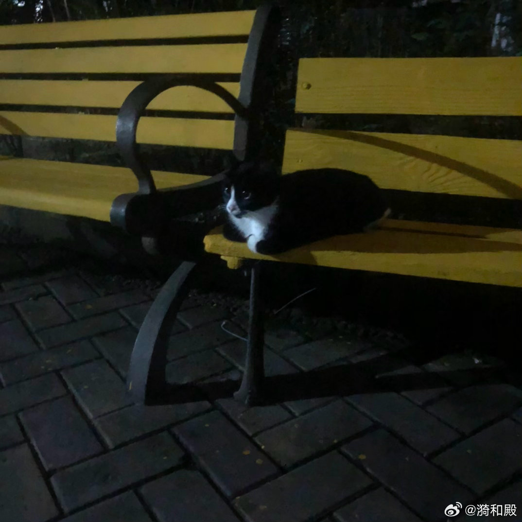 小猫咪～
