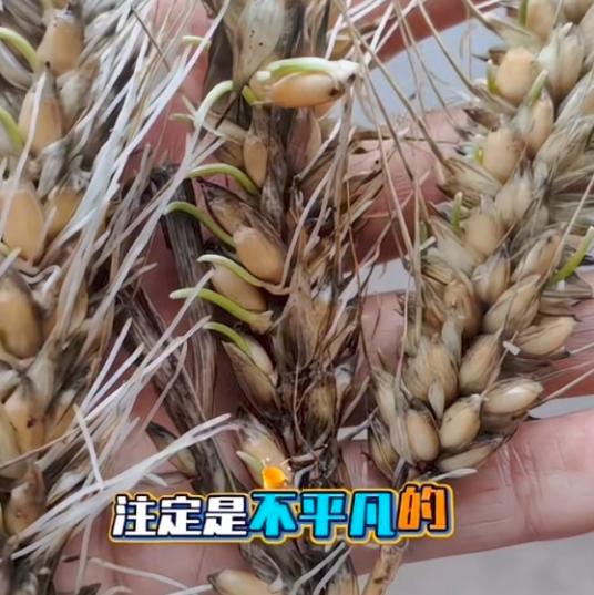 “割四赔五”的苦果来了！湖北襄阳连续多日降雨，成熟小麦来不及收割大面积发芽，每