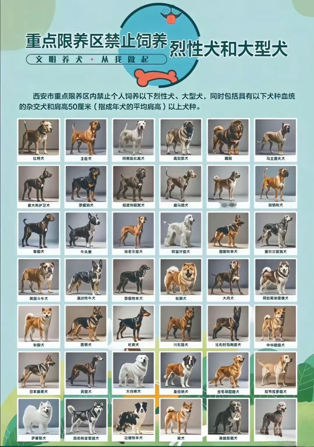 中华田园犬禁养我滴妈，这一看就是烈性犬，见人就咬的那种，必须禁养！[doge