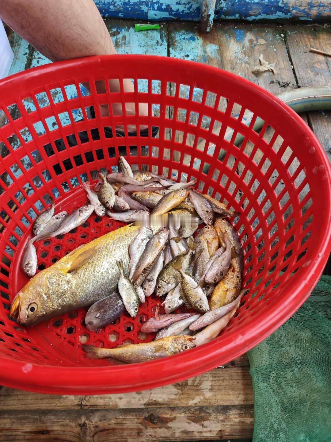 包船出海捕鱼，一条鱼就回本了