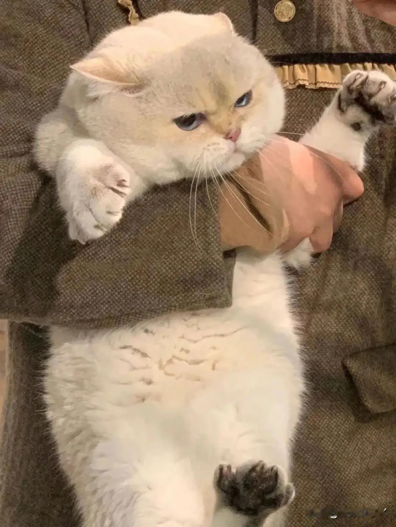 乖宝，你是一头猪咪！