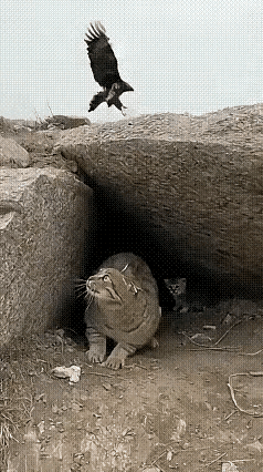 老鹰在天空翱翔，突然发现地上一只豹猫，认准了这是今天的美食，豹猫也发现...