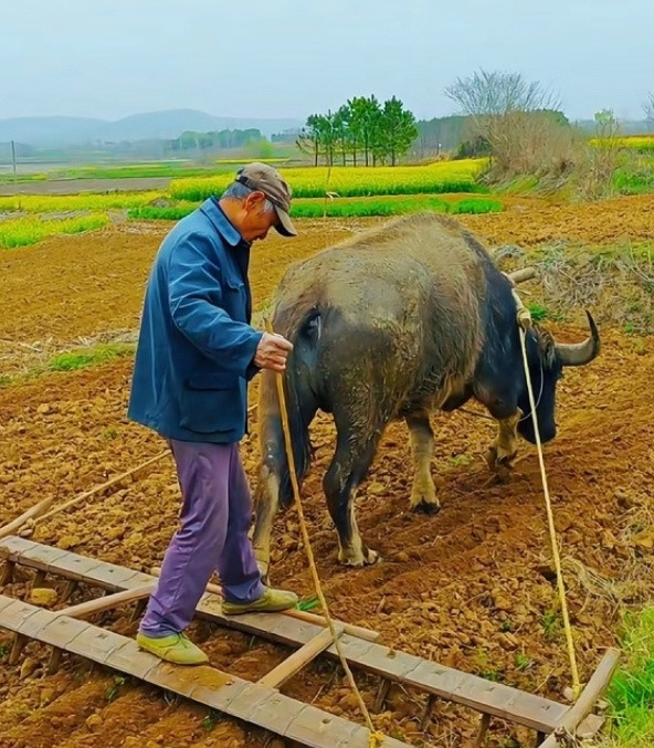 代表说70岁以上老人真干不动农活了我以前在湖南张家界旅游的时候，遇到一个八十多岁