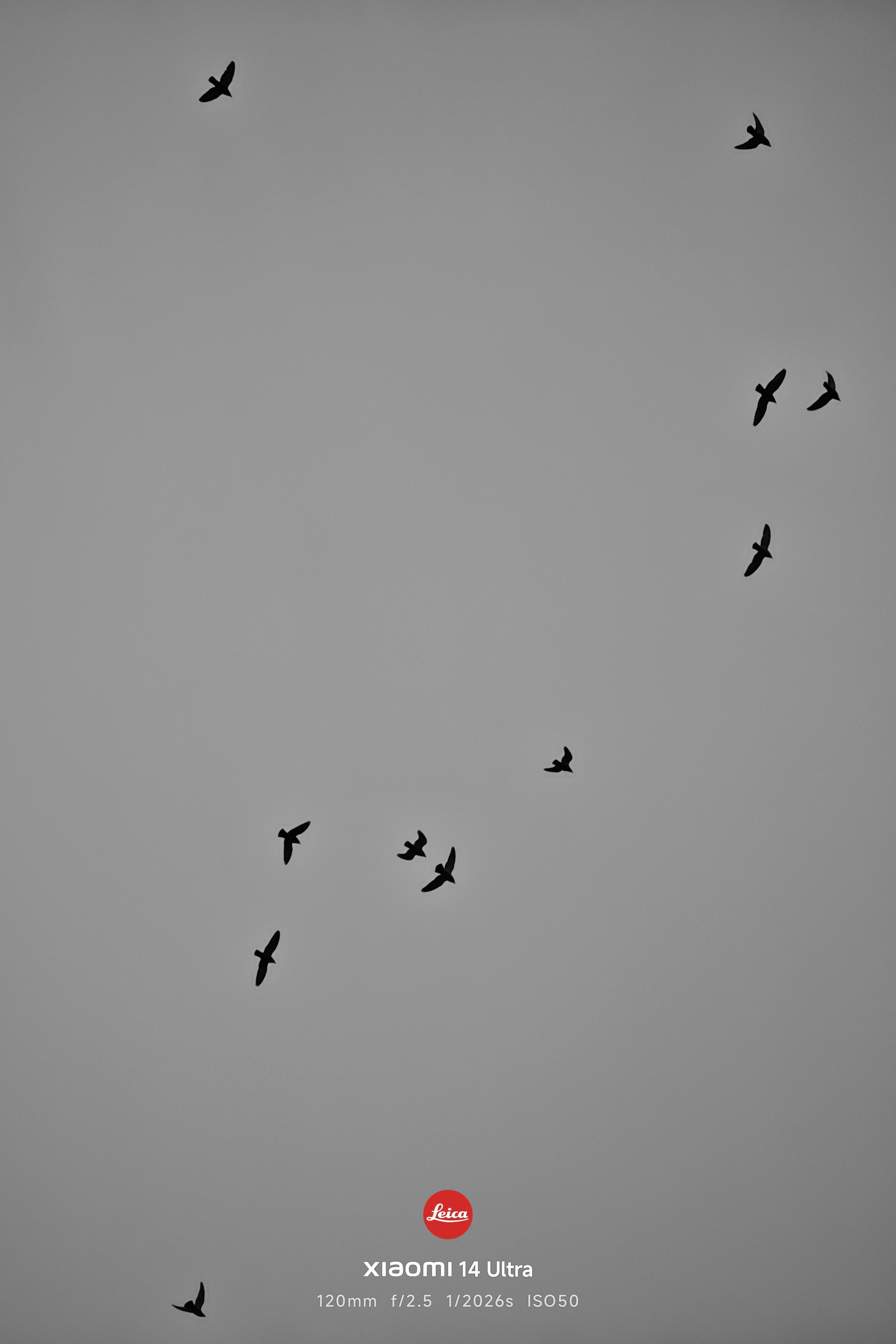 飞了个?号摄影后期：聆听猎人聆听猎人的小米14Ultra