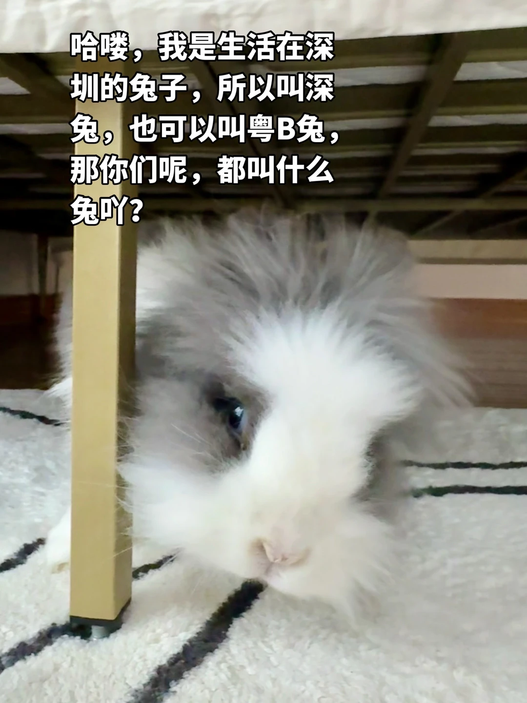 你叫啥兔来着？