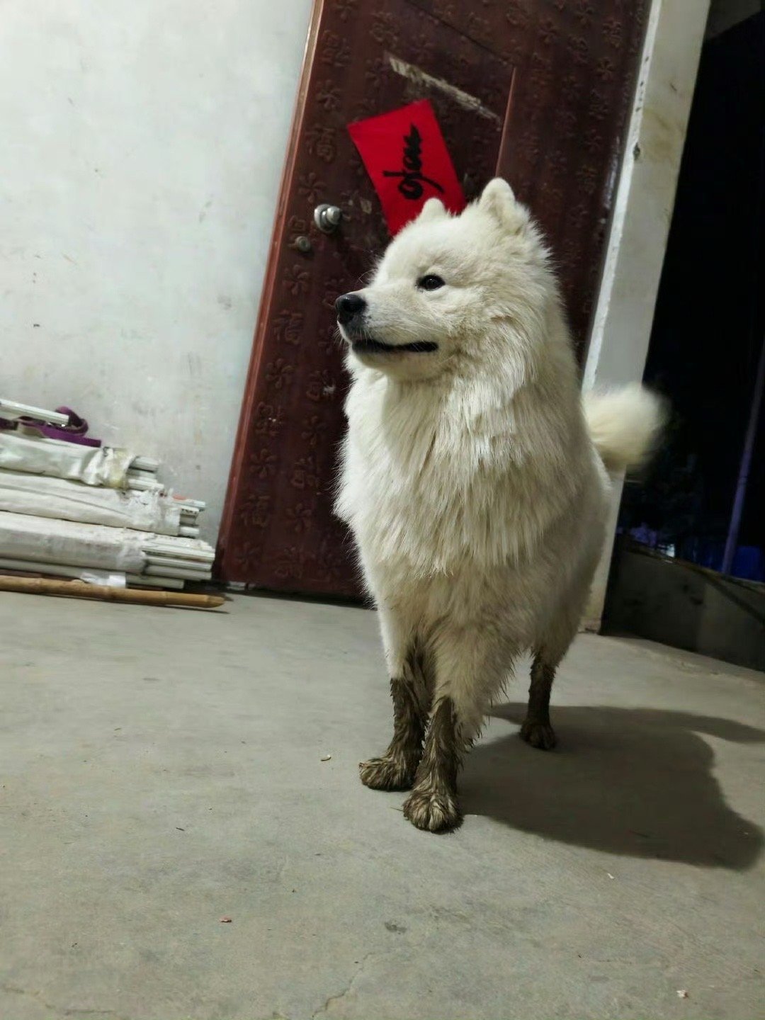 萨摩耶出淤泥而穿高筒靴​​​
