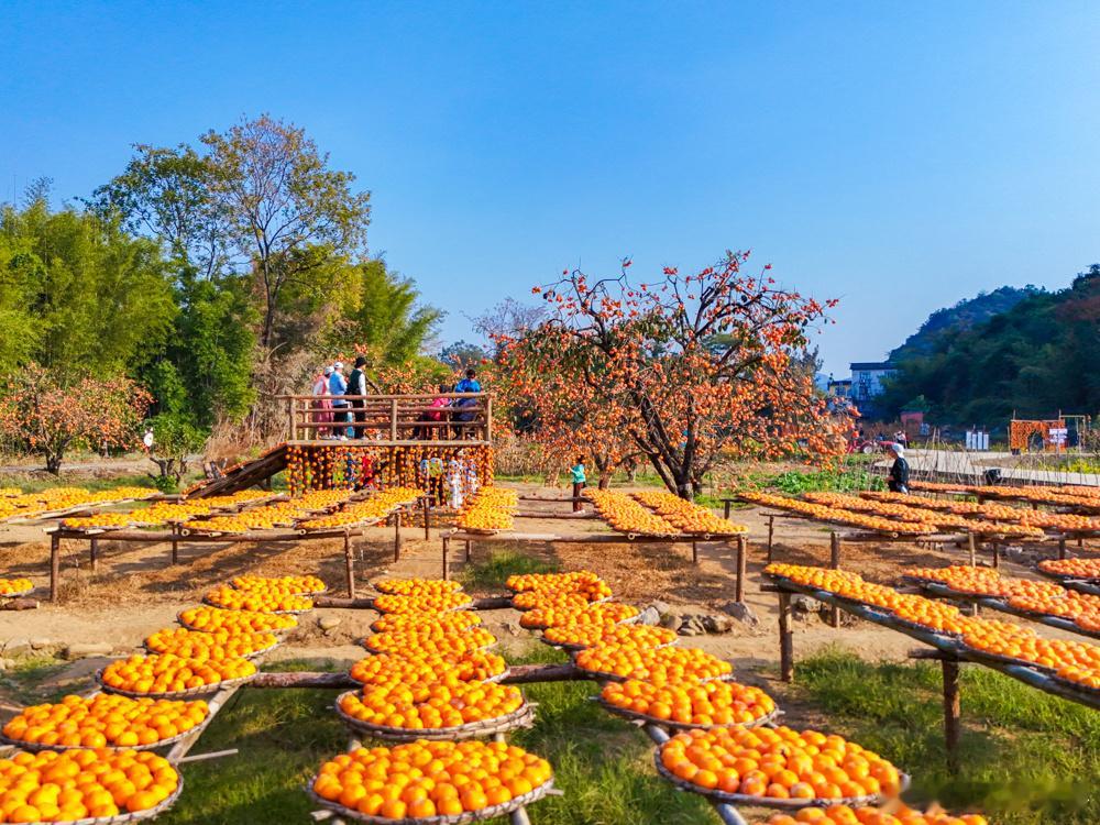 最美中国在广西桂林市恭城瑶族自治县莲花镇红岩村，游客在月柿园里游玩。（无人机照