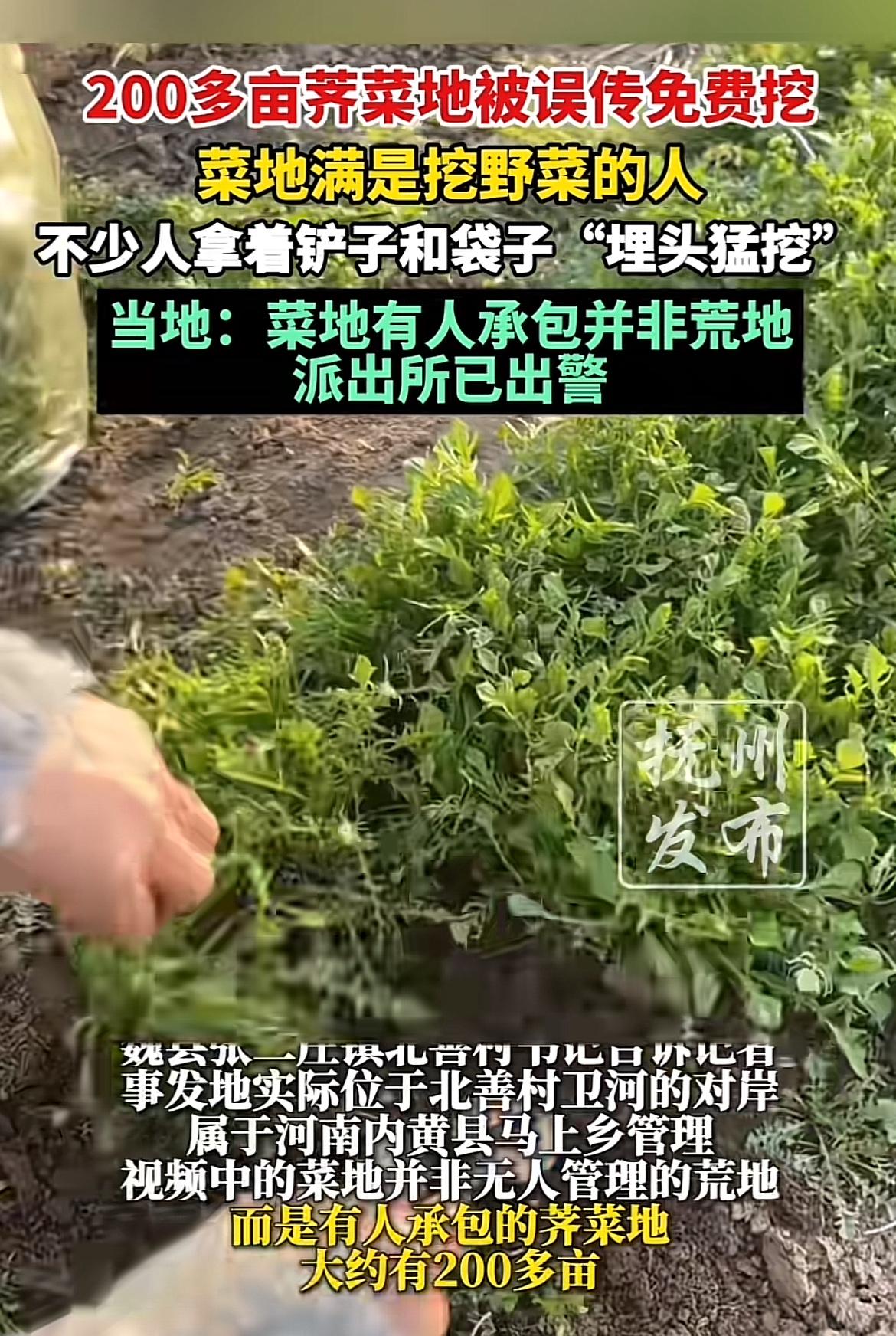 200亩菜地被误传免费挖，现场那叫一个人山人海，大家都跟疯了似的抢野菜。之前河北
