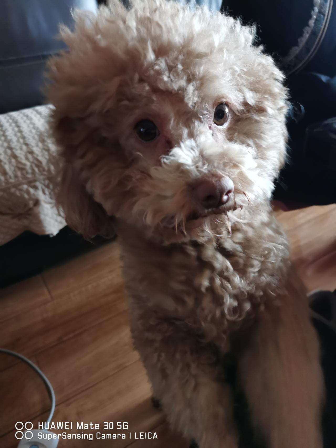 我家也迎来了新成员——一只泰迪狗。它浑身毛茸茸的，就像个小毛球，两只大眼睛像巧克