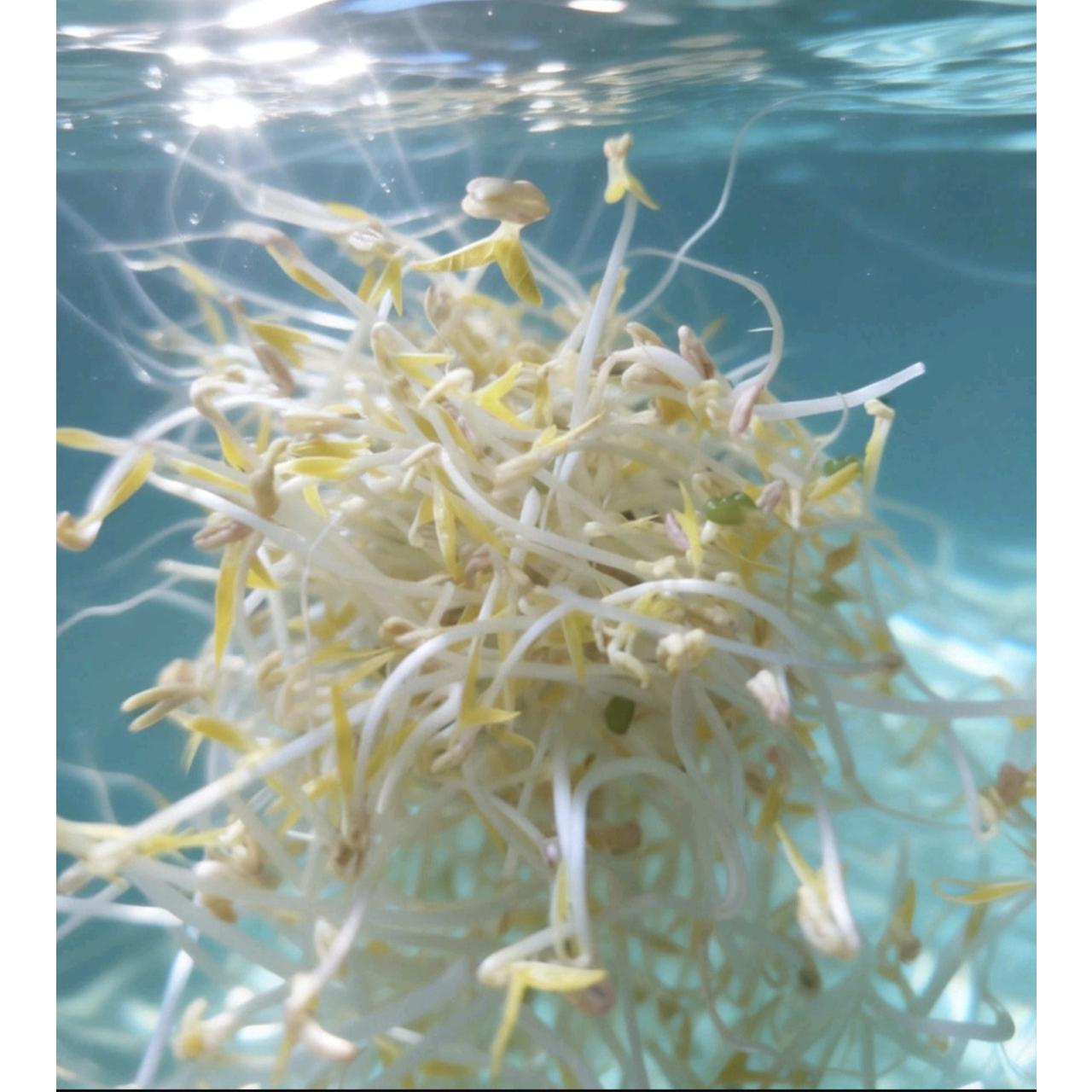 一盘豆芽炒青椒，差点把老两口送进医院！医生气得直拍桌子：这种错误你们居然还在犯？