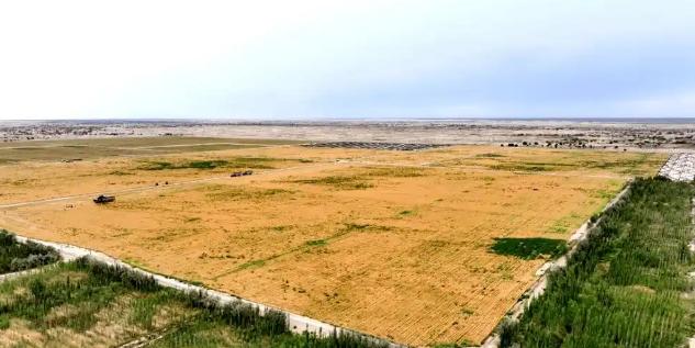 万万没想到，中国工程闹了个大“乌龙”。原本以为在沙漠种小麦产量会很低，不料一亩地