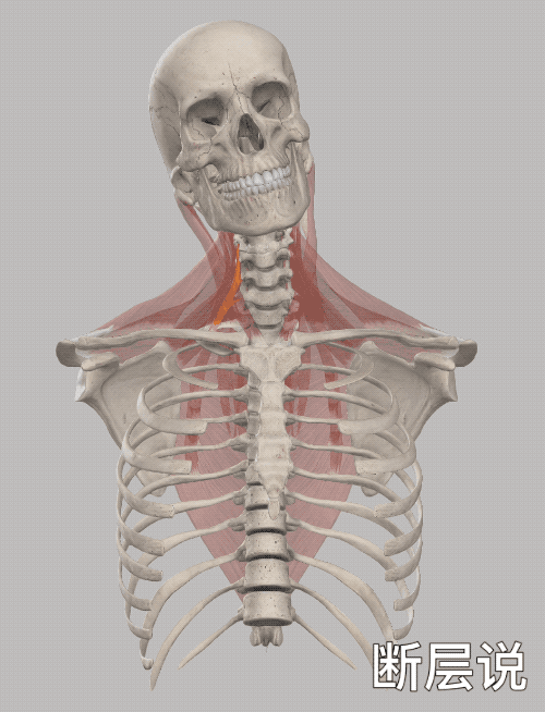 在扇耳光比赛中，被击打的一方主要是头骨一侧的颌骨、颧骨、鼻骨、眉骨等受力，颈椎骨