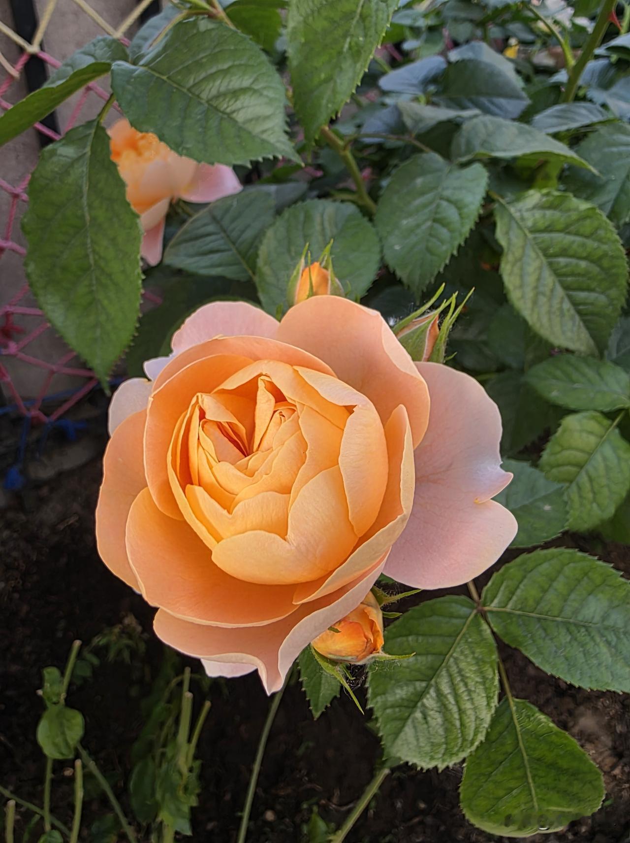 济南老头乐开花，月季爆花秘诀大公开……济南一个老头开心极了——他的月季这个春