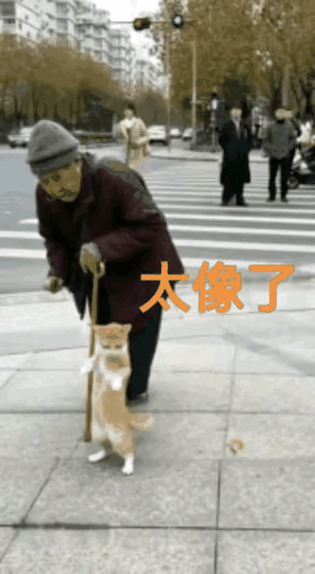 猫学人态，惟妙惟肖。一位老态龙钟、弯腰驼背的老妇人外出散步，她养的宠物猫跟在她