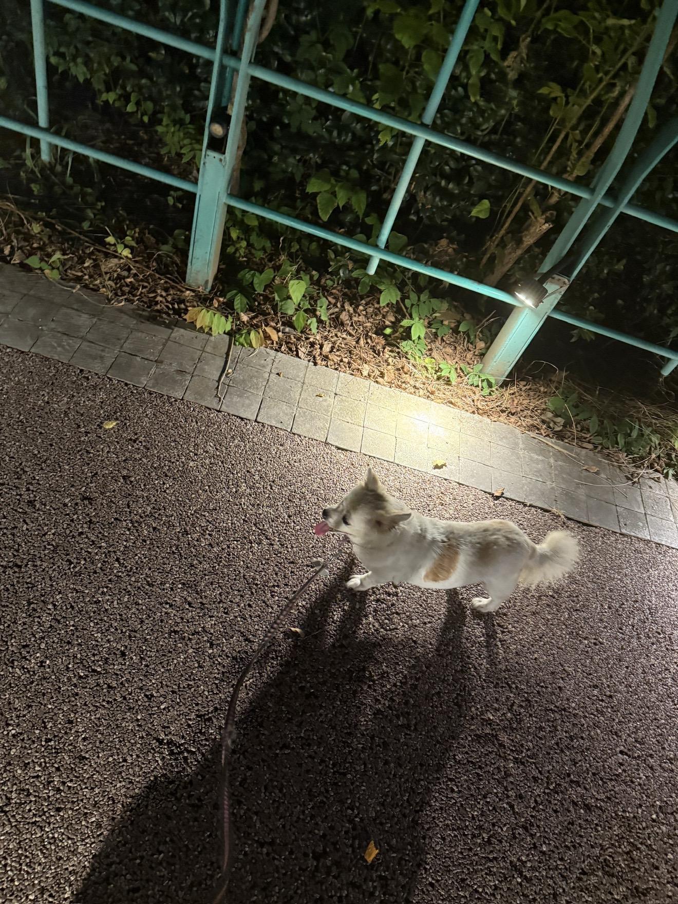 陪我长大的小臭贝在我留学的时候去世了 家里养过很多次狗，但几乎都养不久...