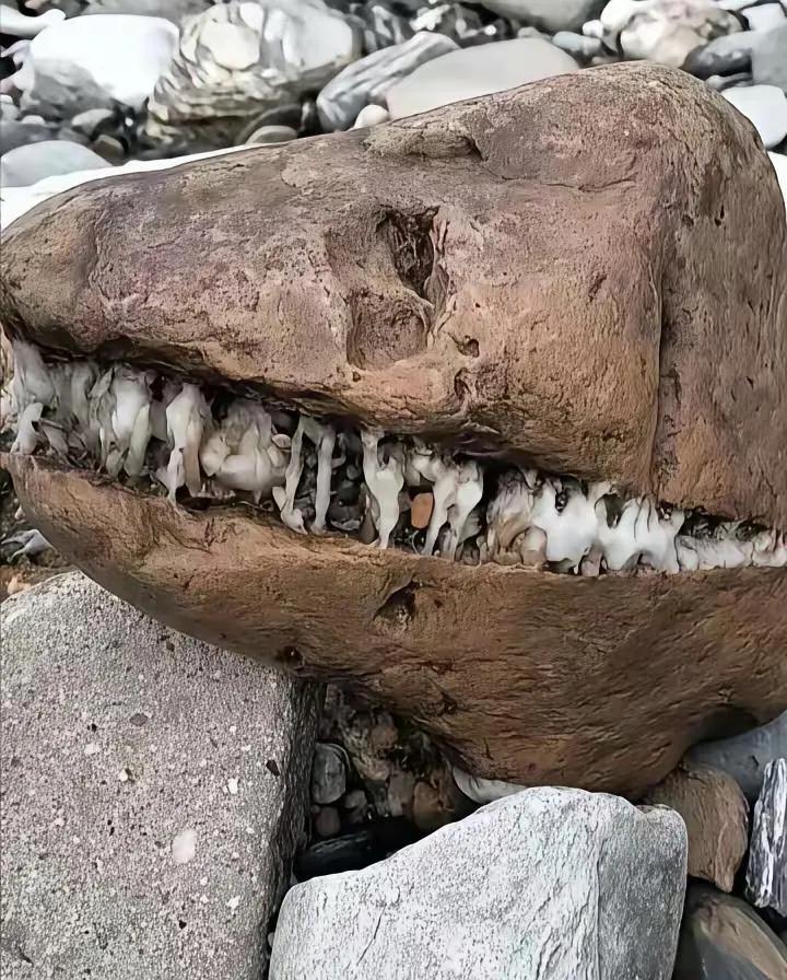 河边捡到的，是不是可以躺平了？