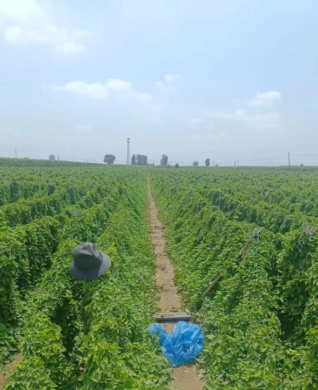 【#河南兄弟俩触电身亡7个月后下葬#】#河南兄弟俩自家农田触电身亡获赔偿#河南