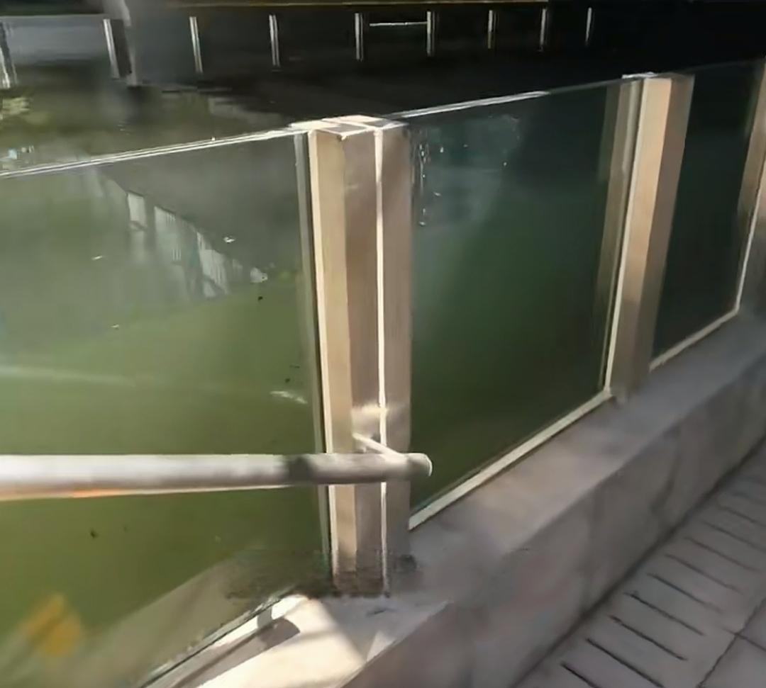 北京二环积水潭桥下的护城河变身成了“水族馆”！路人在这里通行的时候，抬眼就能
