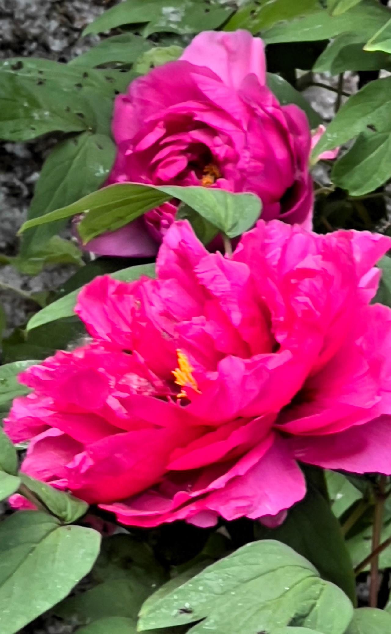 春日赏花：娇美耀眼的牡丹花，尽显春日芳华！晒图笔记大赛