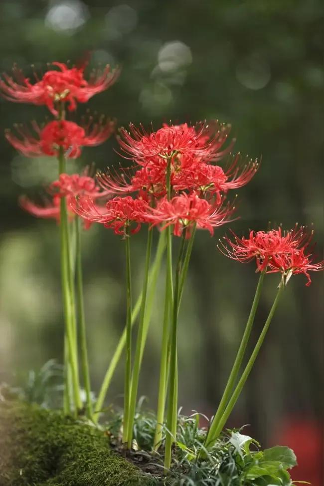 邻居王姨，今年58岁了。这次回来在村口碰见她，差点都没认出来。记得五年前她还