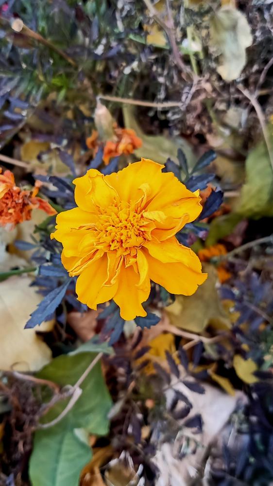 50多岁的人了，我昨就活不明白呢？我退休在家，有退休金，家庭条件还可以…生活在慢