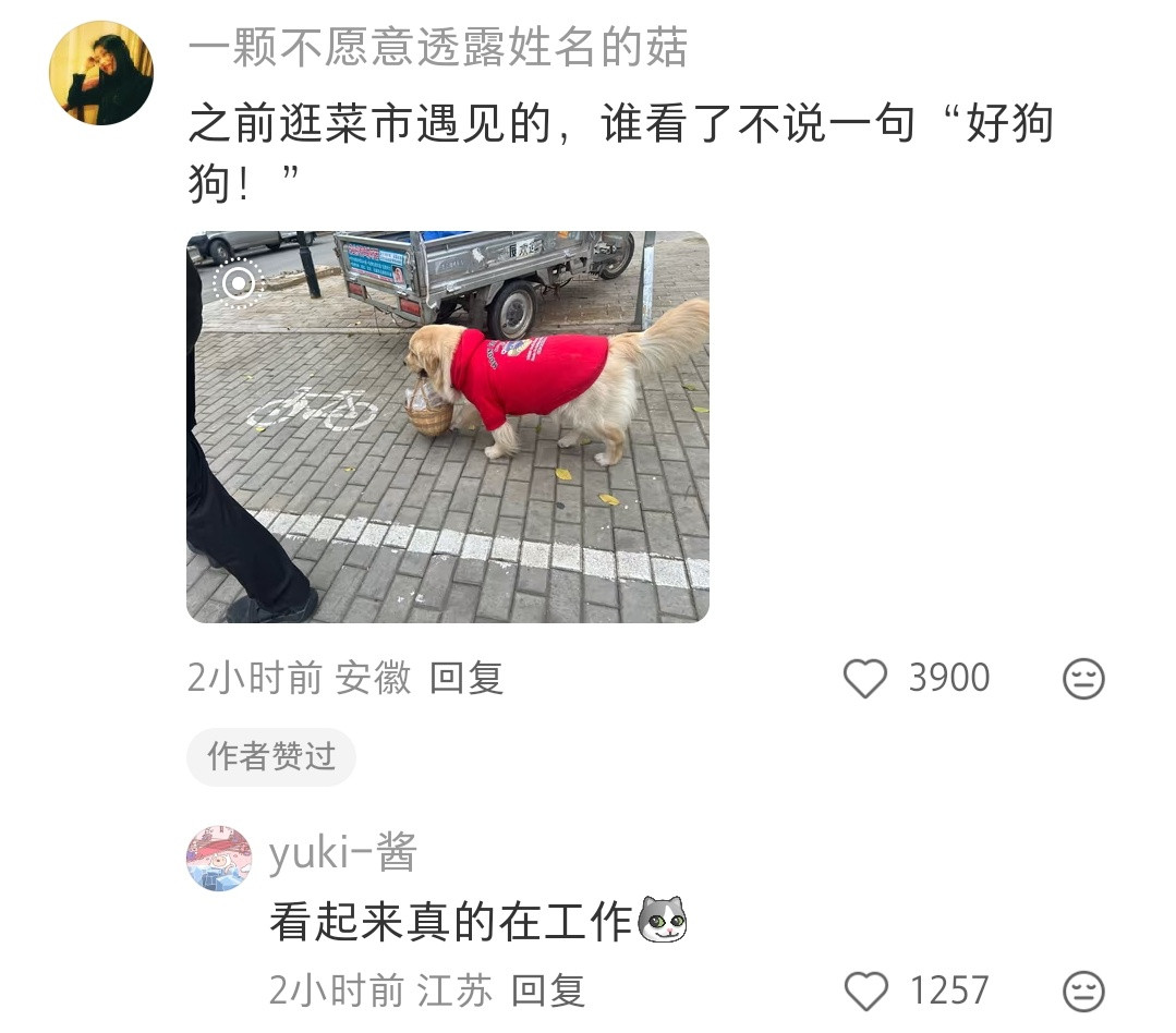 哈哈哈大狗出门的时候嘴里叼个篮子或者玩具，看起来就会特别的无害