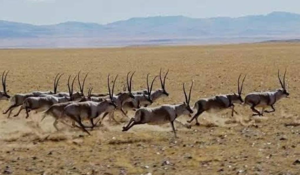 西藏保护了20年藏羚羊，现在全国数量已超30万，为何仍然是保护动物？生活在高原附