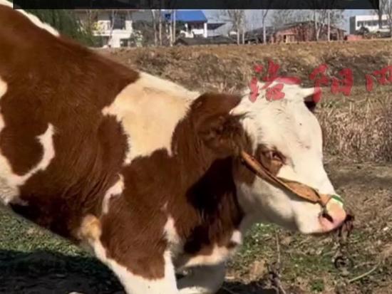 ​湖北襄阳icon一女子在11月26日的晚上，遇到一母牛就被牛主人绑在了村口，准
