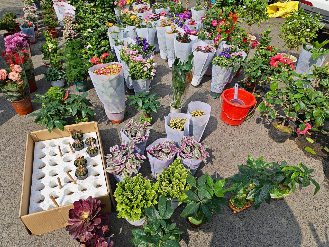 出售美丽骑车晨阳道买菜，路边偶遇一个卖花的摊位。周边围了好多“爱花🌸的人”，