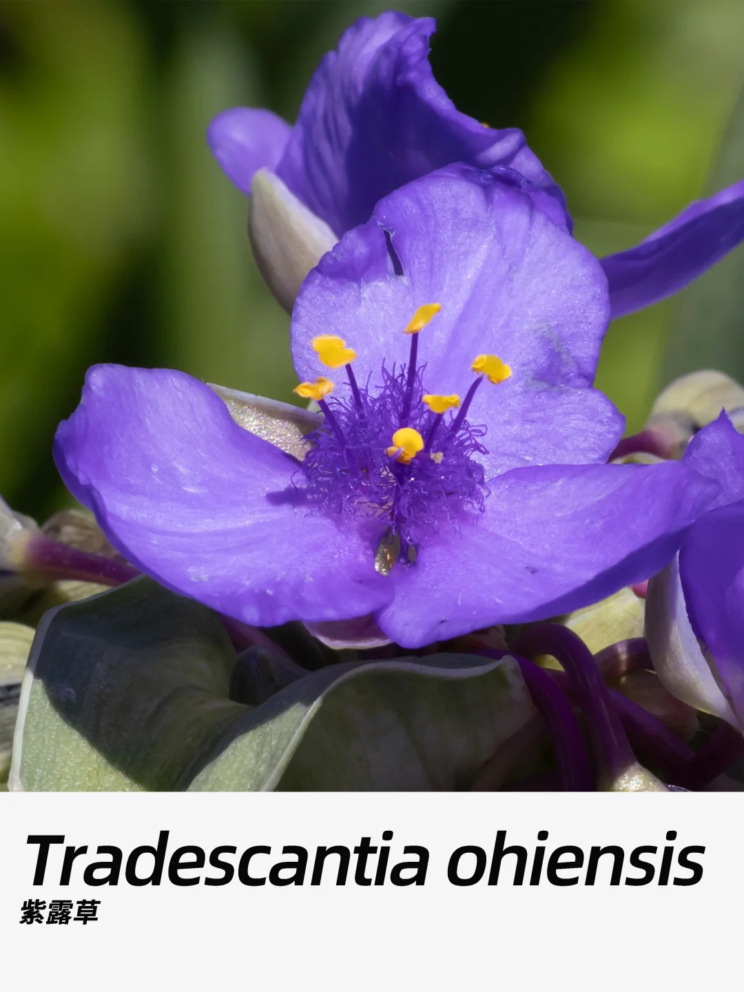 带你每天认识一种花材466｜紫露草
