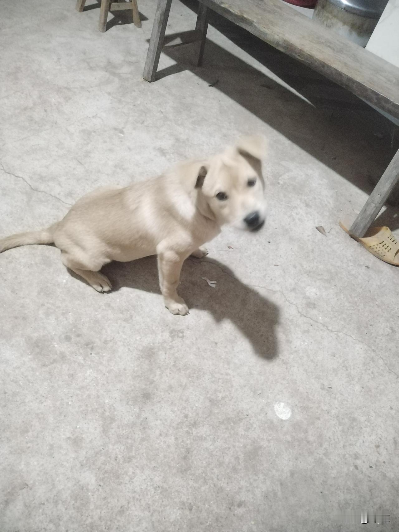 老板说你这条狗仔卖吗？不想卖，是母狗，想留下生狗仔。我想买，你要多少钱？我