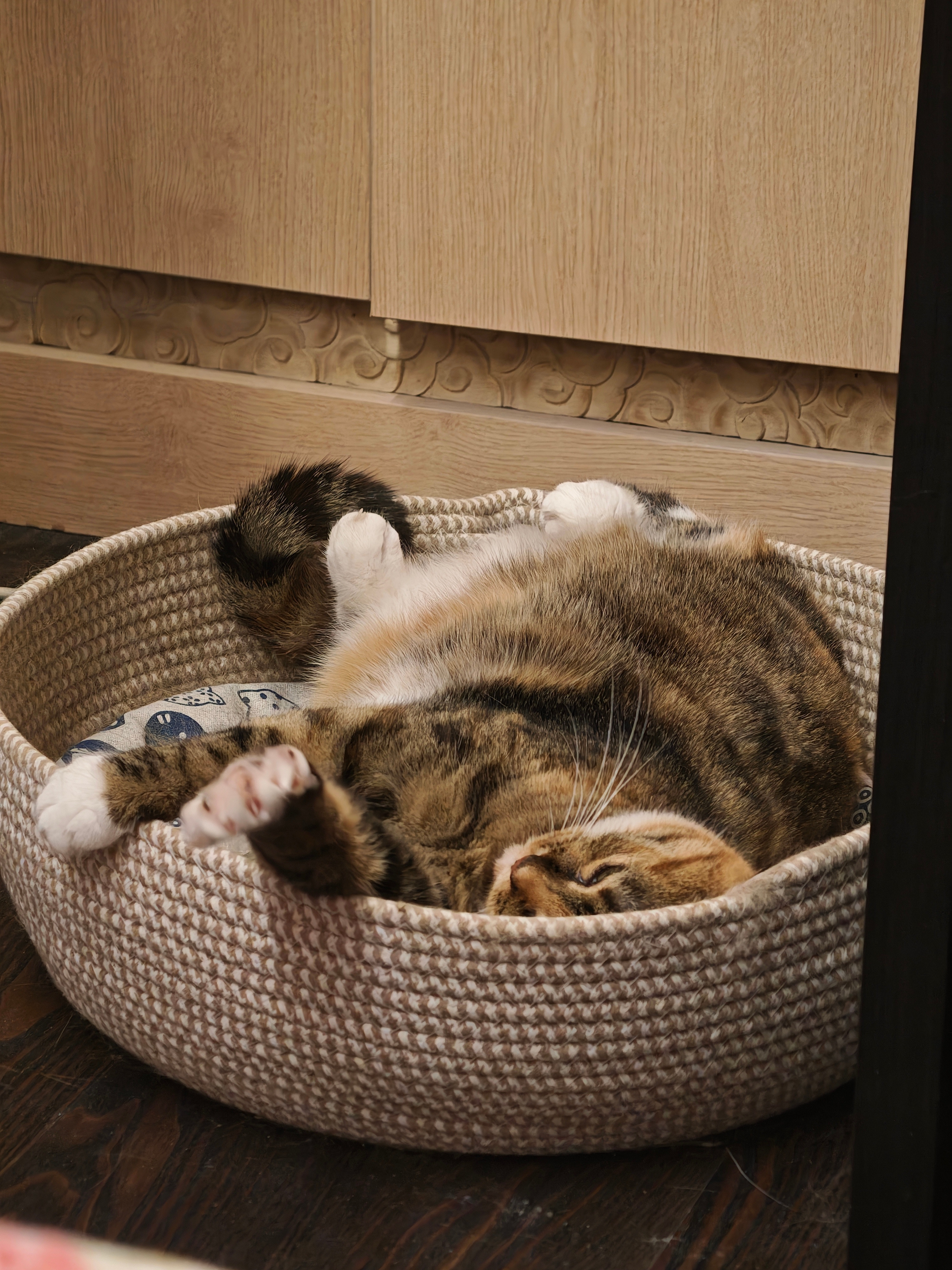 人类真的不能没有小猫咪。