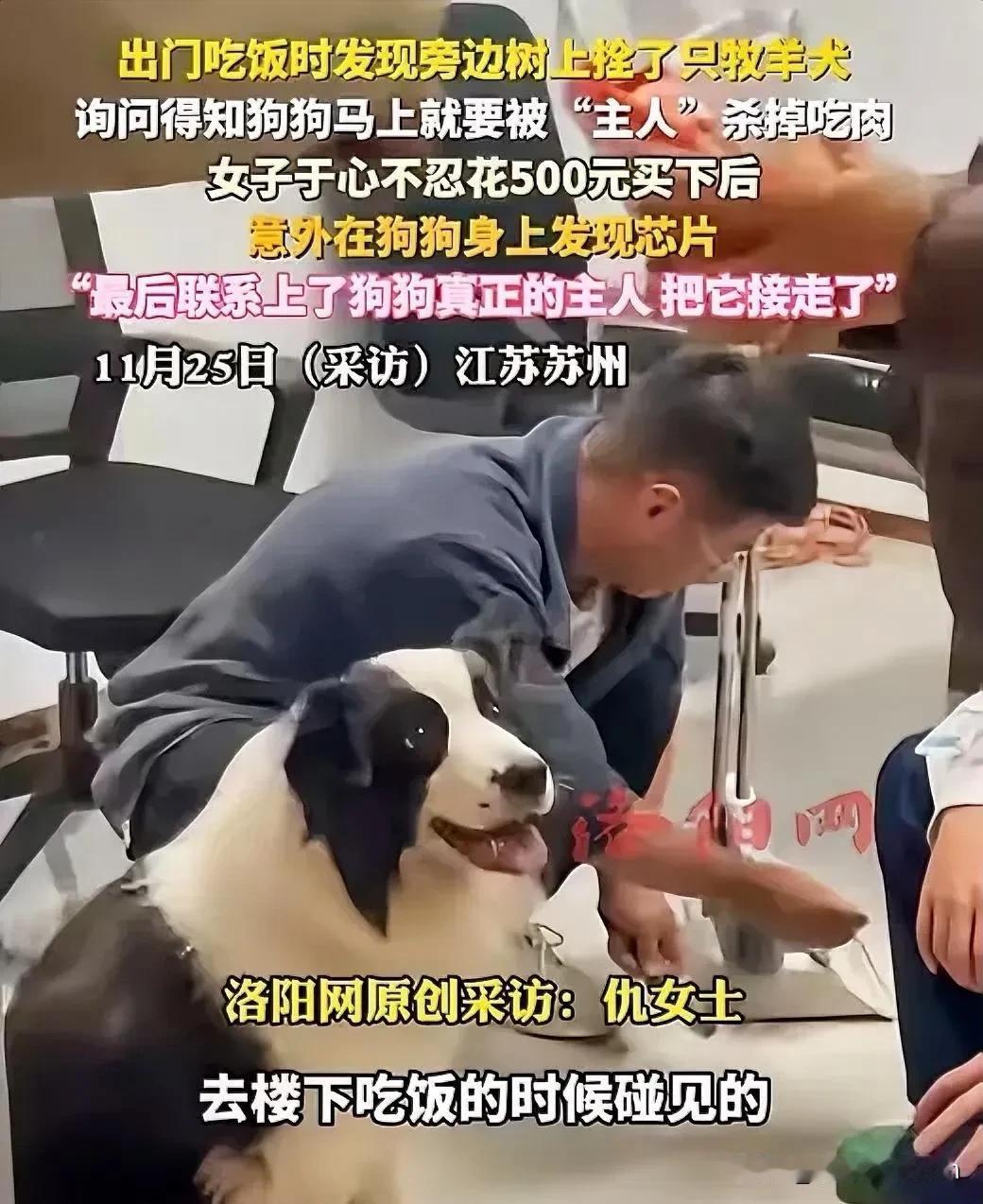 良心不会痛吗？苏州一女子出门吃饭，竟然发现路边树上拴了一条牧羊犬，正可怜巴巴的望