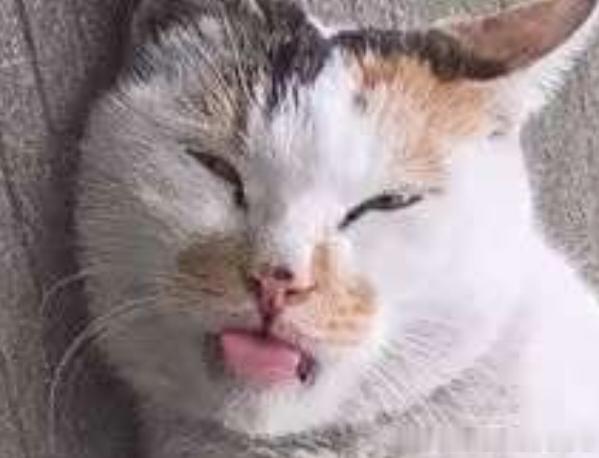49857【丑猫】爱吐舌头，以为自己很萌…反耳更心酸了