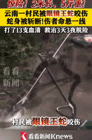 “打蛇不死反成仇”，据媒体5月10日报道，云南一名村民遭遇了一条长达2米、足有5