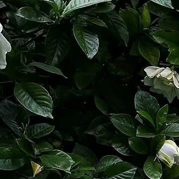1500豆角的种植方法简述如下：一、选地与整地：选择土层深厚、肥沃疏松、排水良好