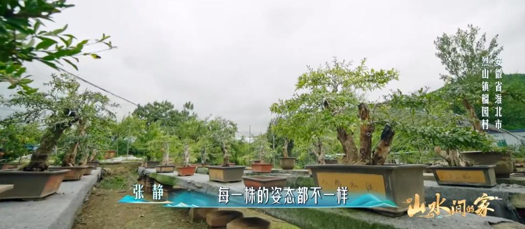 身边越来越多人开始聊起盆景，朋友圈里晒的不再是网红打卡照，而是案头那盆青翠欲滴的