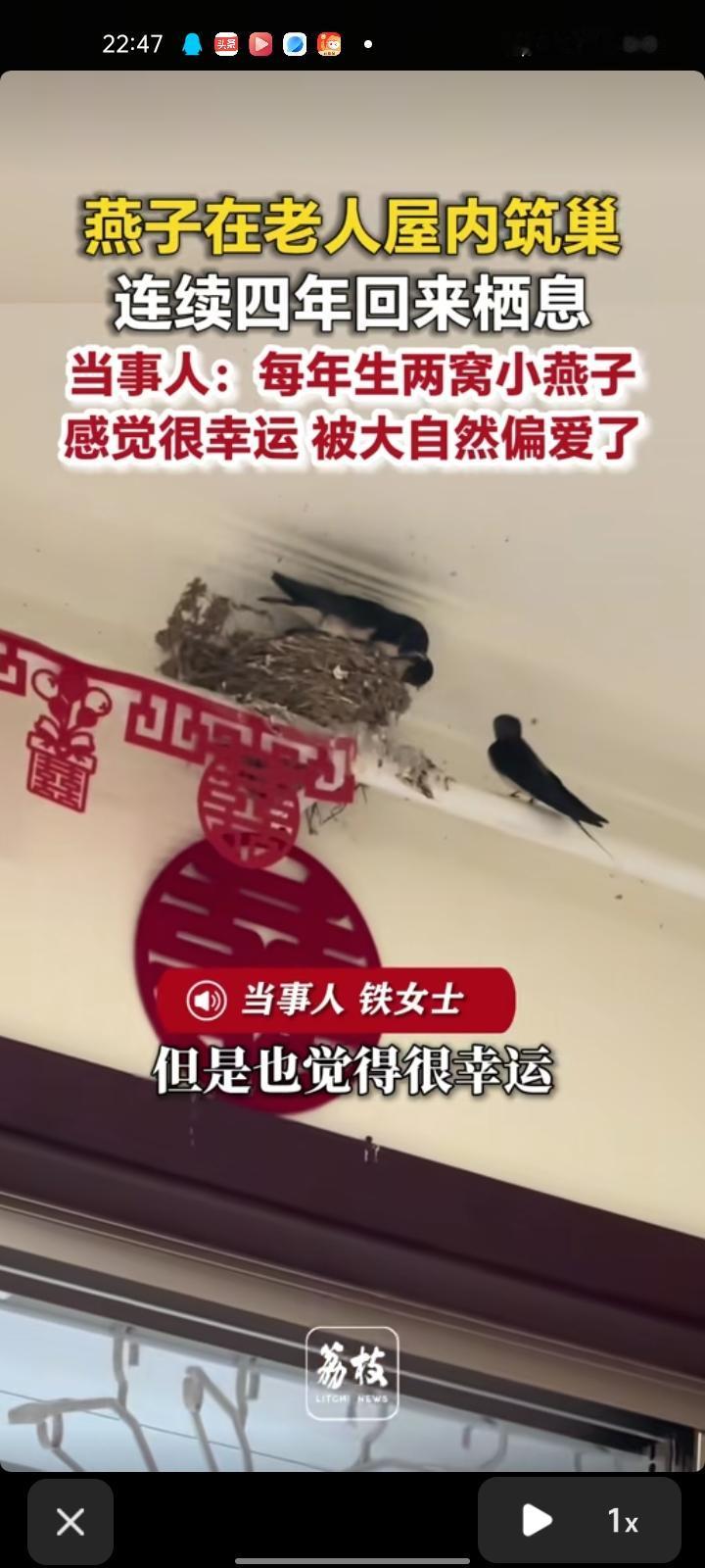 4月18日，陕西宝鸡。女子发视频称，燕子于2023年第一次来到家里，每年在这里生