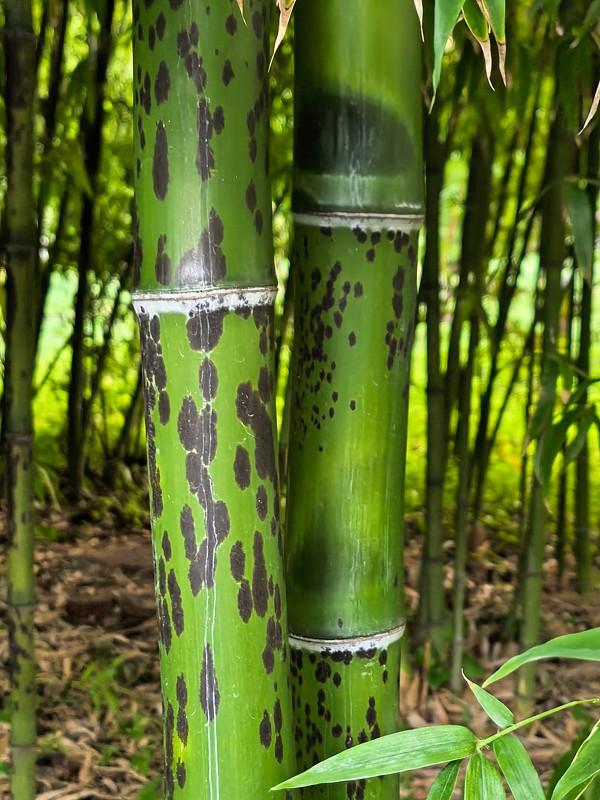 竹子有哪些品种？早前逛杭州植物园竹类区，才惊觉竹子品种远超预期，