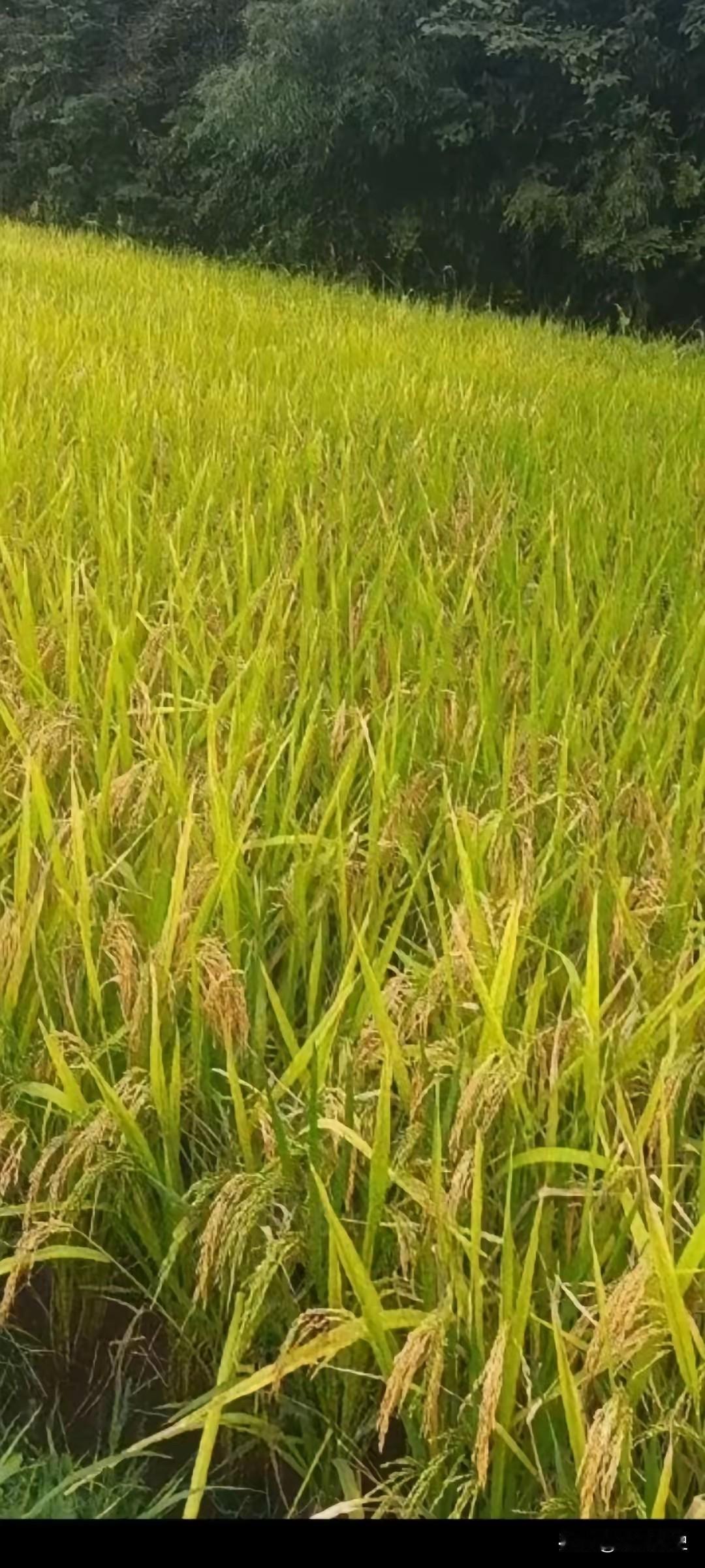 亲情是越来越淡薄了，亲姊妹也如此，国庆假期，姊妹6人，谁也没联系谁国庆长假