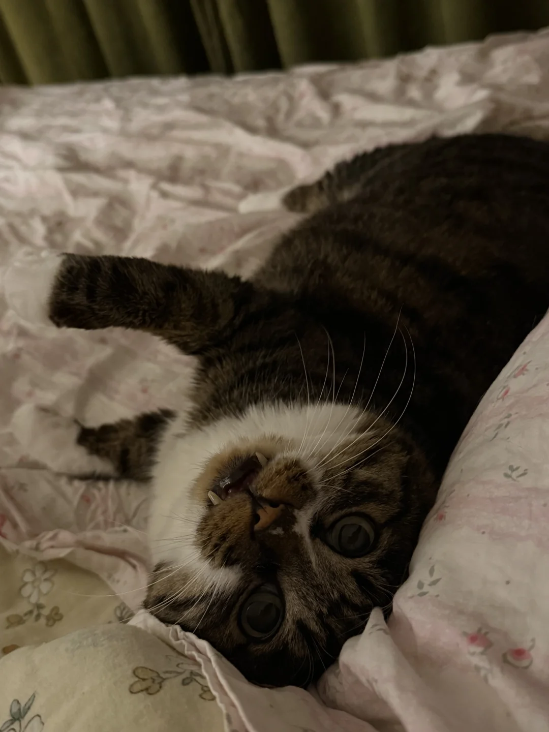 小猫睡觉必须看着我怎么办？？