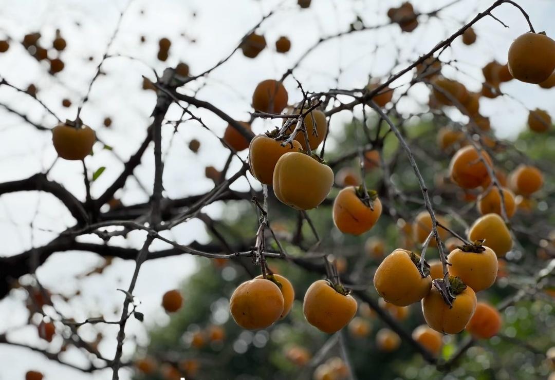 农村现状：柿子熟了无人尝，农村再无少年郎，村无烟火只剩房，地里长草不出粮。儿时