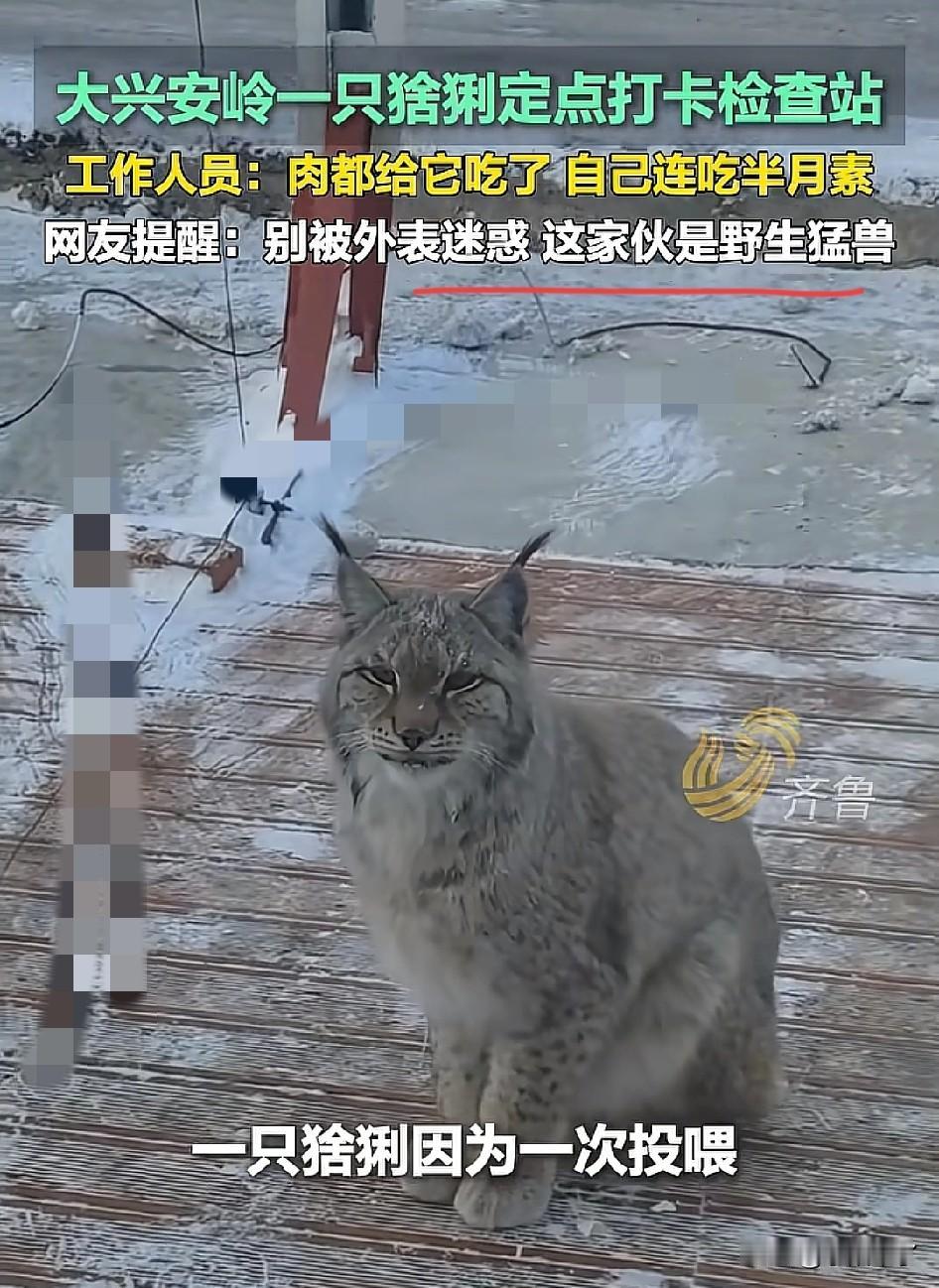黑龙江大兴安岭，一只猞猁偶然路过检查站，管护员看它可怜的，就随手喂了它一块生肉，
